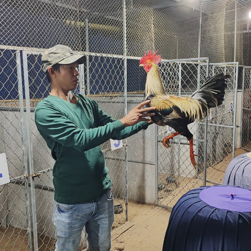 Trại Gà Huy Bến Tre