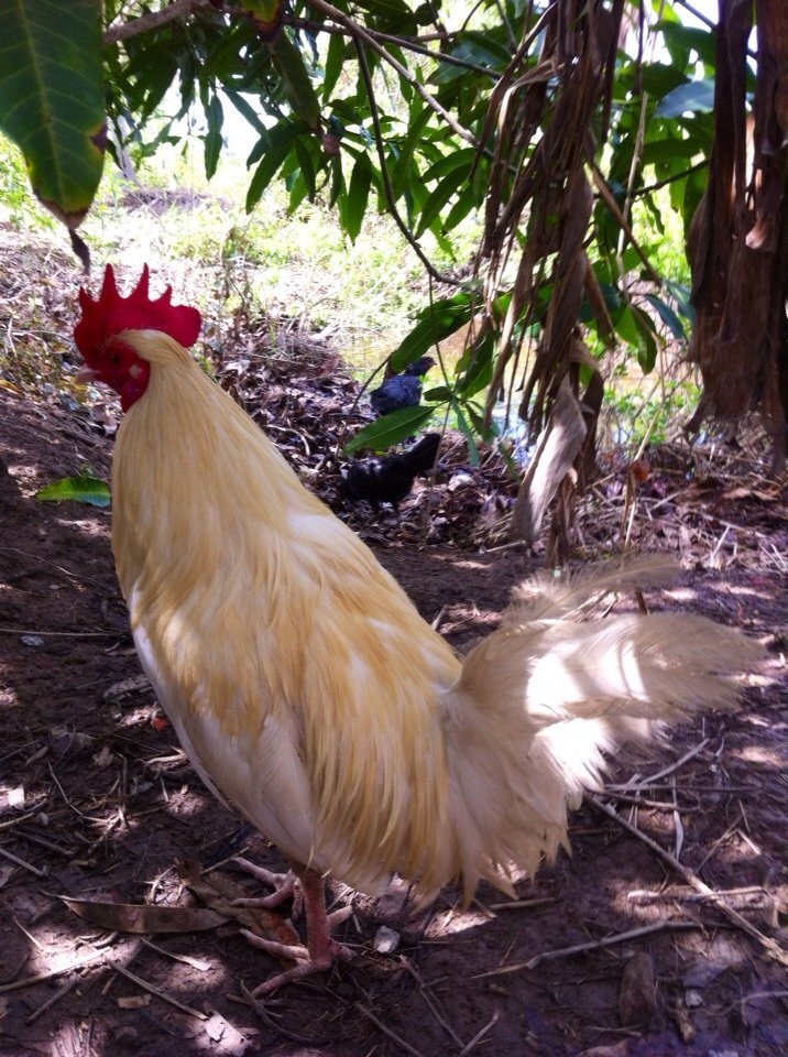 Gà đá CM (Long Kê)