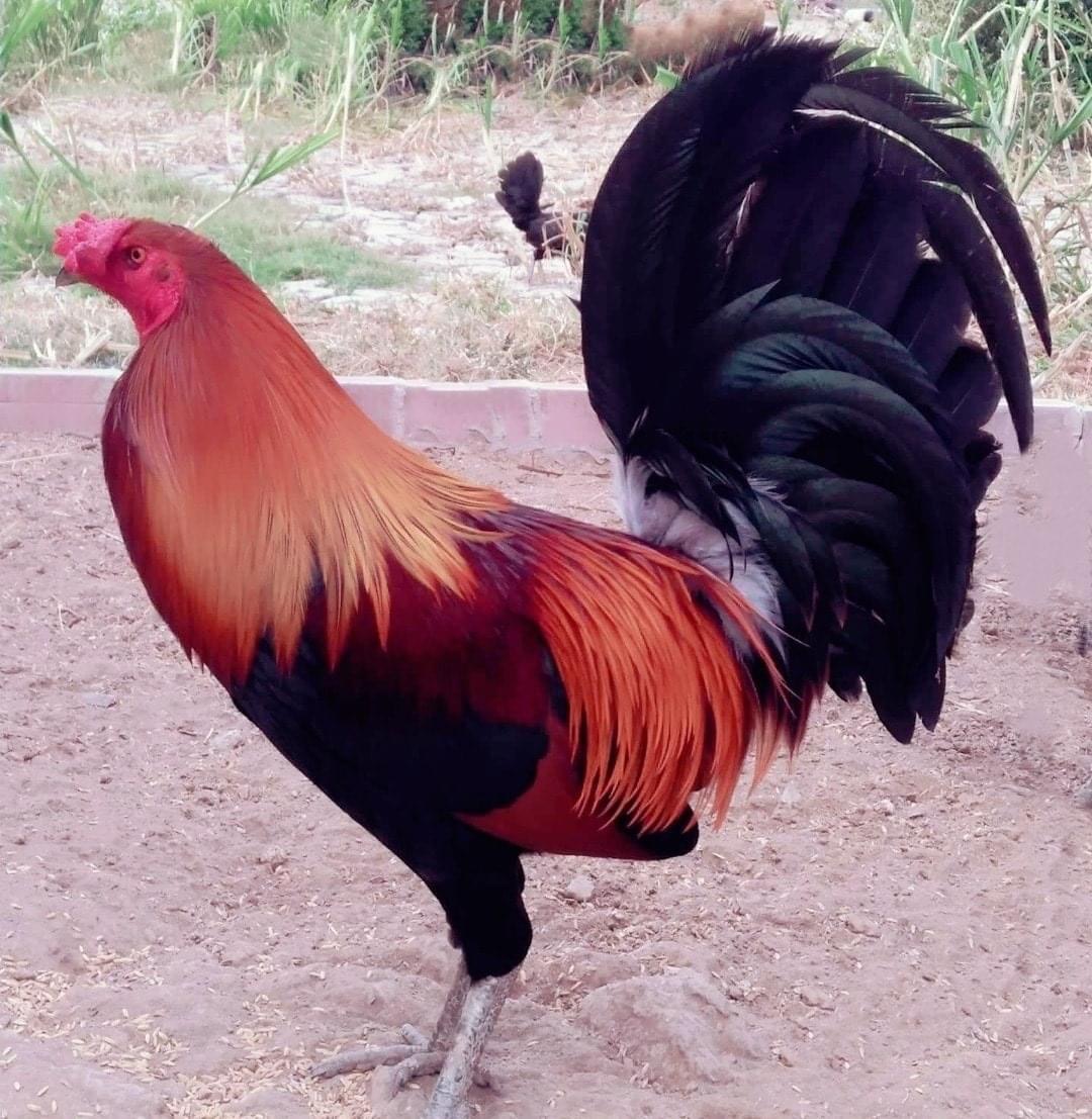 Phạm Lê Bảo Bảo